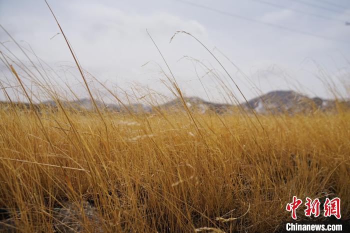 圖為青海省海西蒙古族藏族自治州天峻縣木里礦區(qū)草木茂盛。　馬銘言 攝
