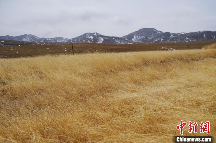 圖為青海省海西蒙古族藏族自治州天峻縣木里礦區(qū)草木茂盛?！●R銘言 攝