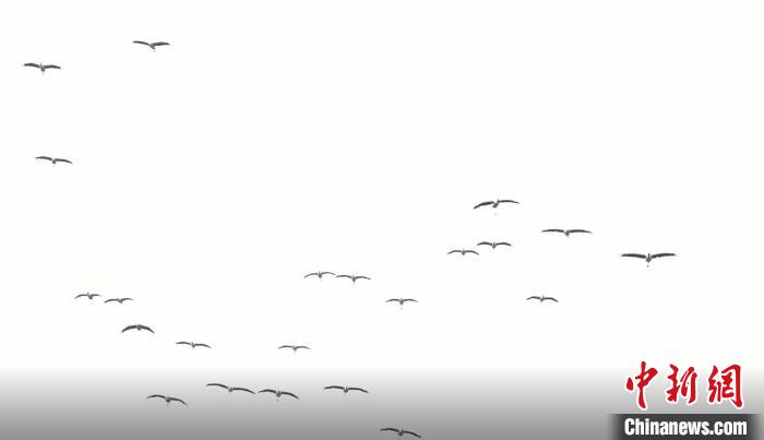 遷徙北歸?！√烊h融媒體中心 供圖