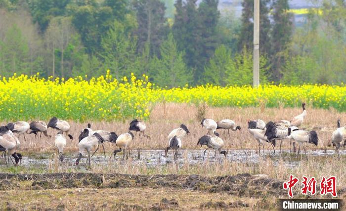 休息補(bǔ)給?！√烊h融媒體中心 供圖