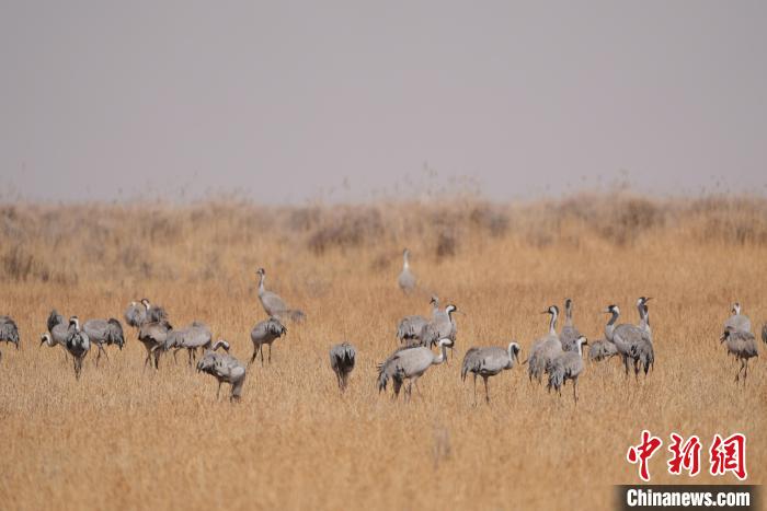 圖為草原上棲息的灰鶴?！∠葘m 攝