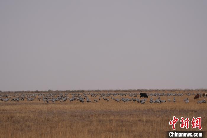 圖為草原上棲息的灰鶴?！∠葘m 攝
