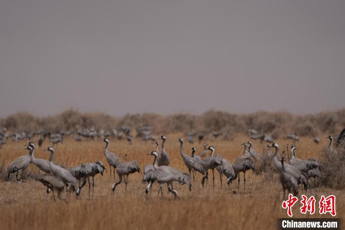 圖為灰鶴。　先宮 攝