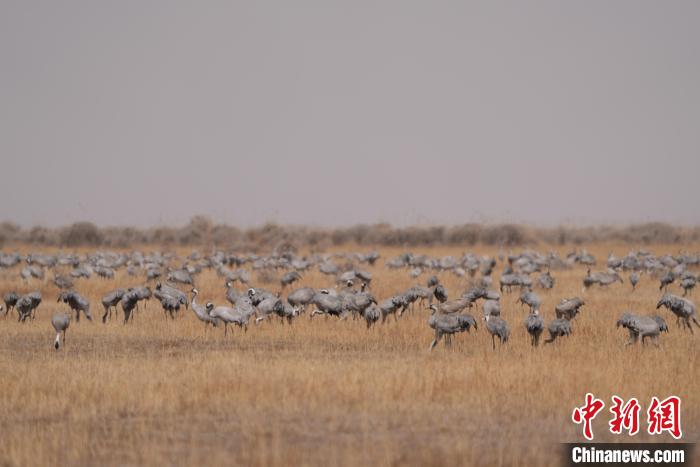 圖為密集分布的灰鶴?！∠葘m 攝