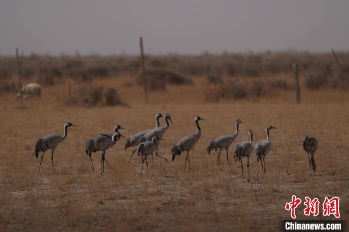 圖為灰鶴?！∠葘m 攝