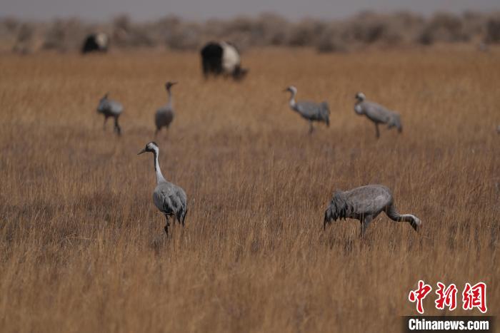 圖為灰鶴。　先宮 攝