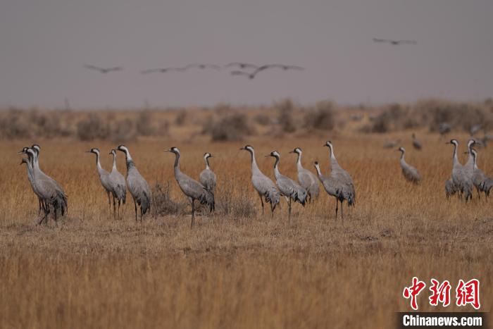 圖為灰鶴?！∠葘m 攝
