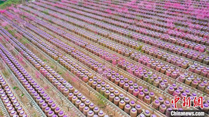 灼灼桃花惹人醉?！㈡?攝