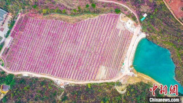 灼灼桃花惹人醉?！㈡?攝