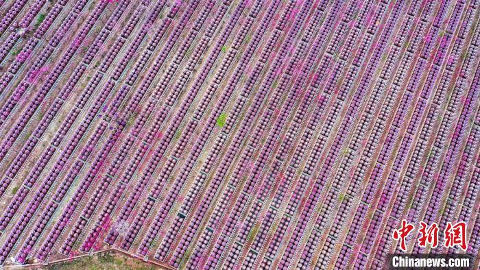 桃花和酒壇相映成趣。　劉媛 攝