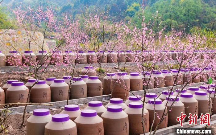 桃花和酒壇相映成趣?！∫足?攝