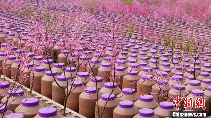 桃花和酒壇相映成趣?！∫足?攝