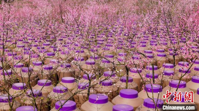 灼灼桃花惹人醉?！∫足?攝