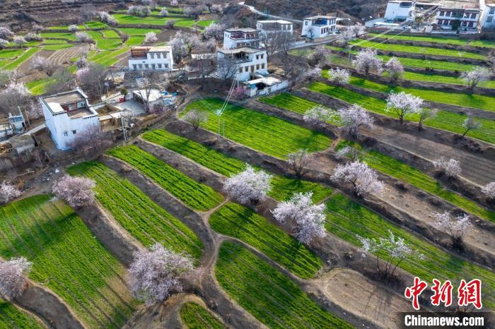 白松鎮(zhèn)層層麥田綠意盎然，與桃林構(gòu)成一幅美麗的鄉(xiāng)村畫卷?！⒅铱?攝