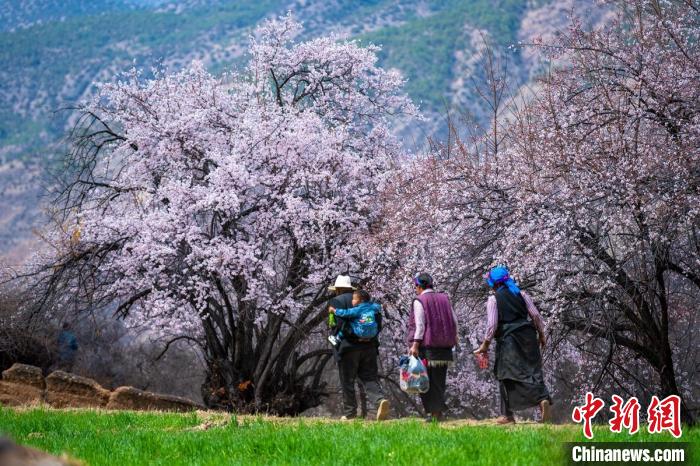 行走在麥田和桃樹下的白松鎮(zhèn)村民?！⒅铱?攝