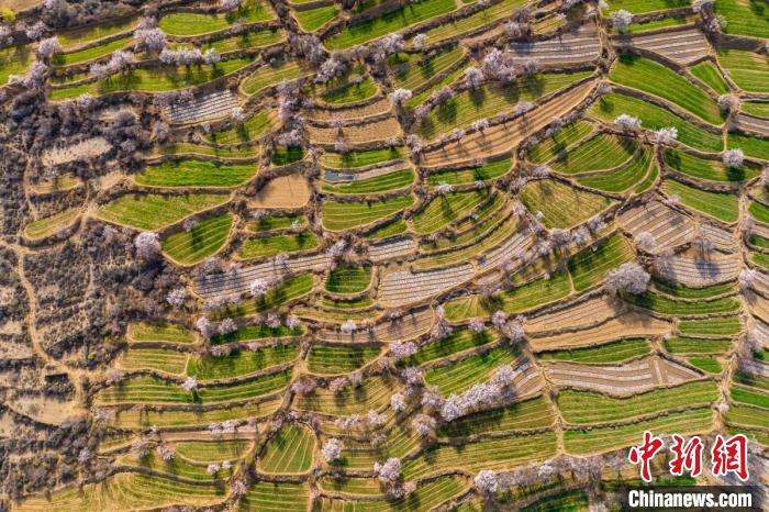 空中俯瞰得榮縣白松鎮(zhèn)的高山麥田和桃林?！⒅铱?攝