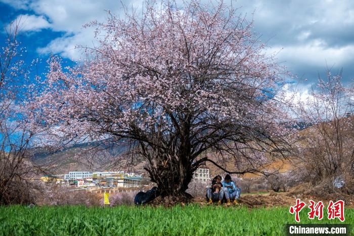 桃花樹下兩名女孩正在玩手機?！⒅铱?攝