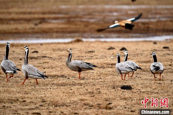 圖為成群的斑頭雁?！“?攝