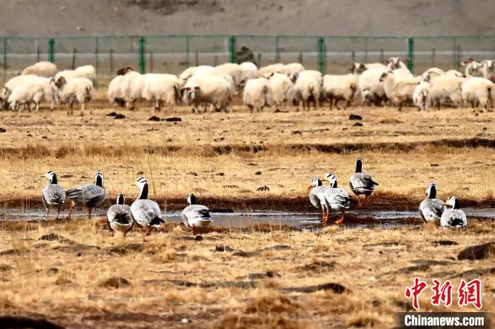 圖為羊群邊的成群斑頭雁?！“?攝