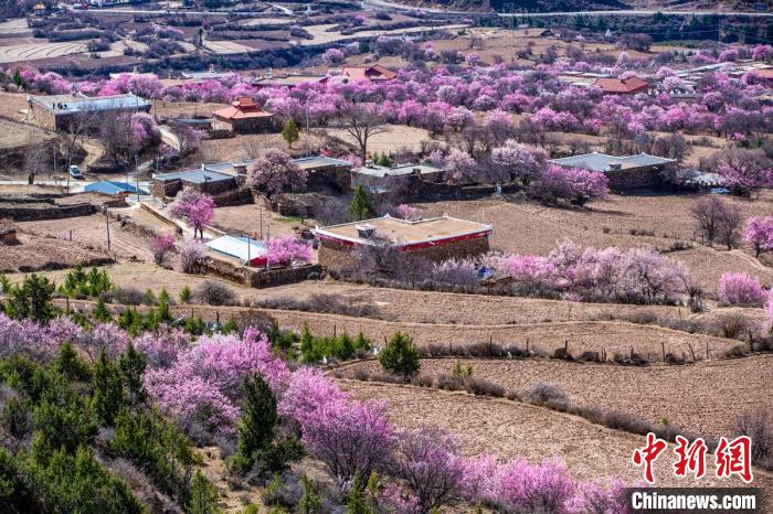 道孚麻灣村房前屋后的杏花繞村怒放。　何行銘 攝