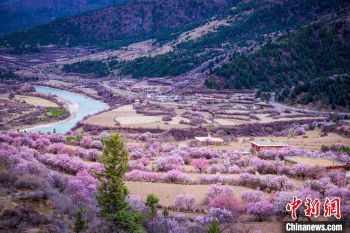 道孚縣麻灣村上千株盛開的杏花將鄉(xiāng)村裝點一新?！『涡秀?攝