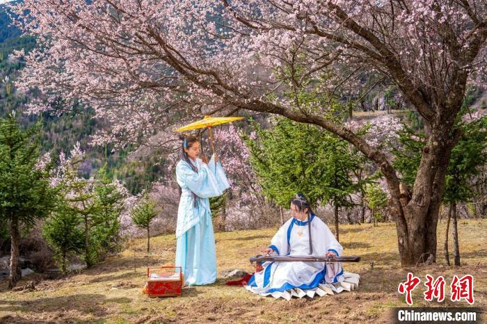 道孚杏花樹下的游客們?！√K銳 攝