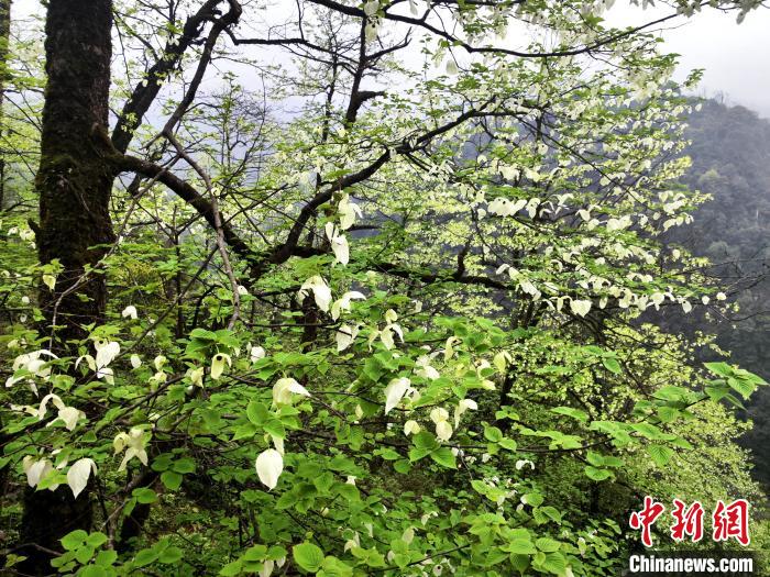 山谷兩側(cè)高大繁茂的珙桐樹?！螚?攝