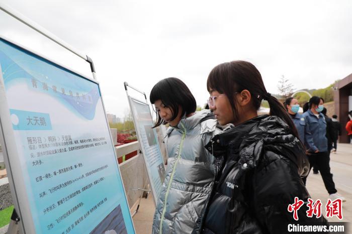圖為學(xué)生通過展板了解青海常見鳥類?！●R銘言 攝
