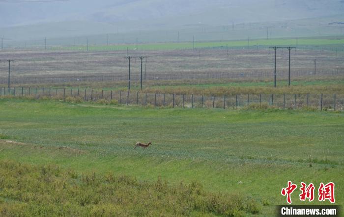 圖為一只普氏原羚在草場上奔跑?！●R銘言 攝