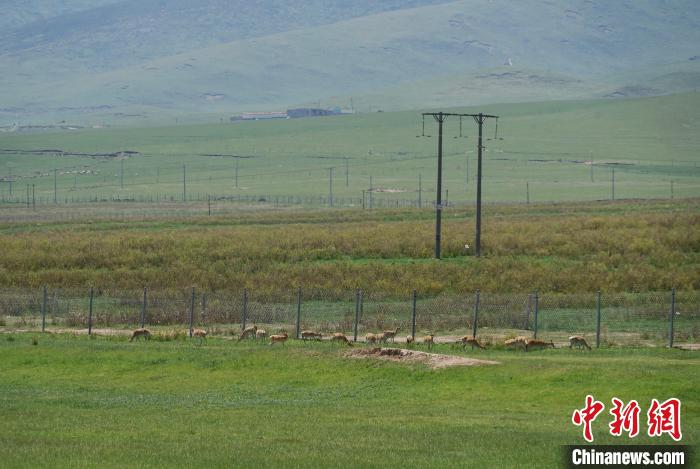 圖為成群普氏原羚在草場上愜意覓食，悠閑自在。　馬銘言 攝
