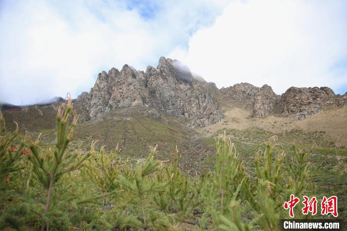 圖為拉薩南北山綠化工程拉薩曲水縣才納村5號片區(qū)?！∝暣_ 攝