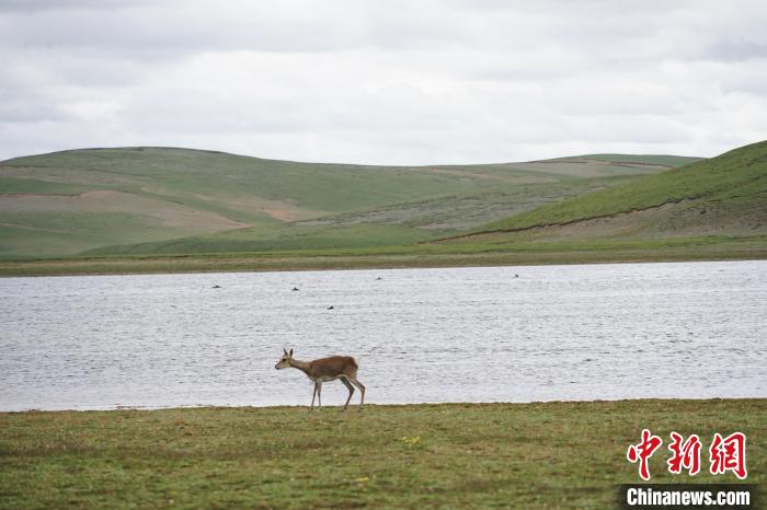 圖為藏原羚在扎陵湖岸畔悠閑漫步?！●R銘言 攝