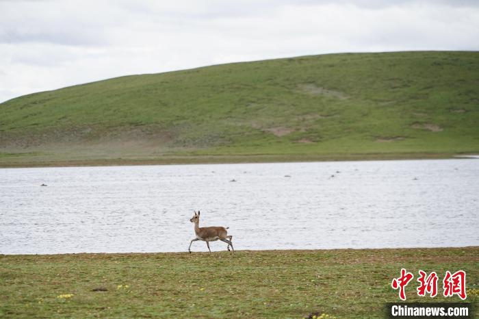 圖為藏原羚在扎陵湖岸畔悠閑漫步。　馬銘言 攝