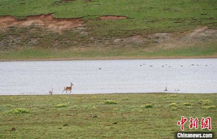 圖為藏原羚在扎陵湖岸畔悠閑漫步。　馬銘言 攝
