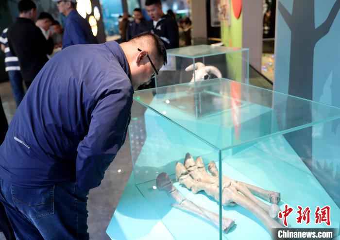 圖為臺商在祁連山國家公園生態(tài)科普館內觀看標本。　薛蒂 攝