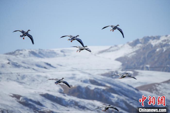 青海玉樹:隆寶灘國(guó)際重要濕地迎來(lái)成群越冬候鳥