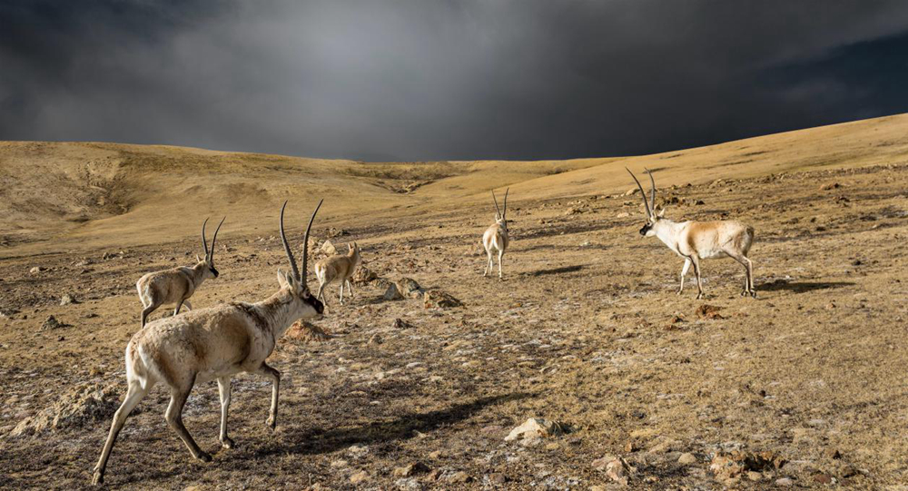 “高原精靈”藏羚羊。尼瑪多吉攝
