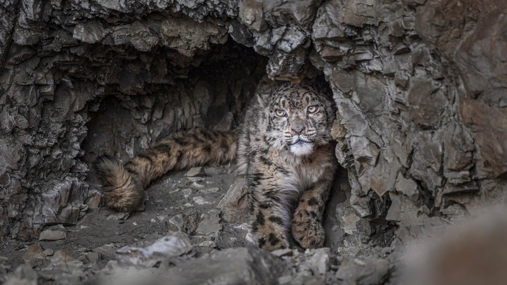 “高原精靈”雪豹。尼瑪多吉攝