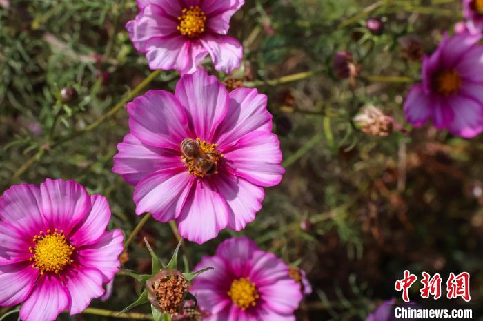 青海貴德:高原小城培育優(yōu)良蜂種