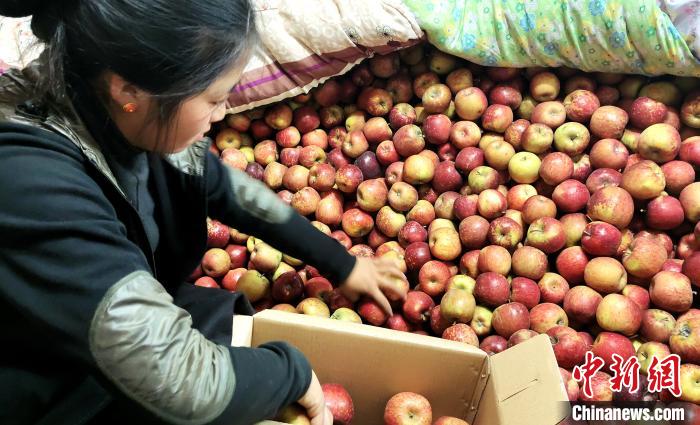 圖為通麥村村民巴桑拉姆精心挑選蘋果進(jìn)行裝箱。　貢桑拉姆 攝