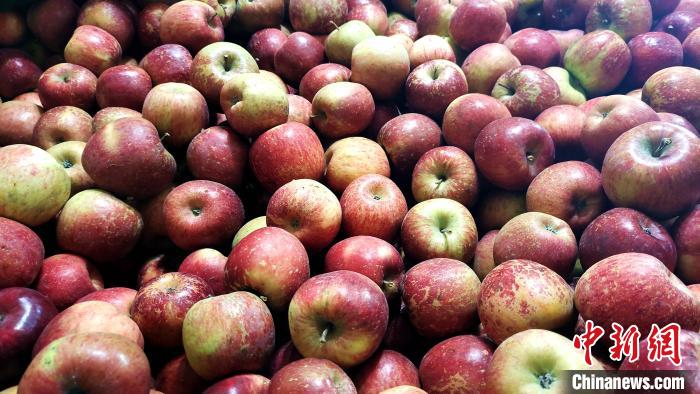 圖為通麥村村民巴桑拉姆家待裝箱的蘋果?！∝暽＠?攝