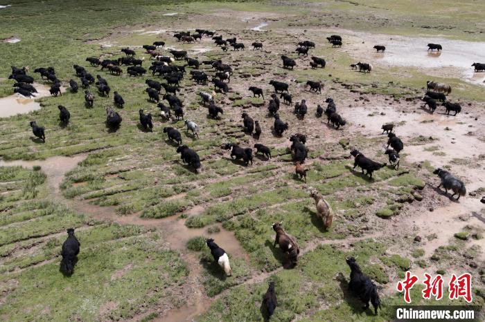 近年來，那曲市班戈縣推行村級(jí)牧業(yè)經(jīng)濟(jì)合作社，牧民們將牛羊及草場作為股份加入合作社，部分牧民開始從事旅游服務(wù)、服裝加工及運(yùn)輸?shù)刃袠I(yè)，收入逐年提高。圖為8月3日，班戈縣的牦牛群在一片草原濕地中覓食(資料圖)。　江飛波 攝