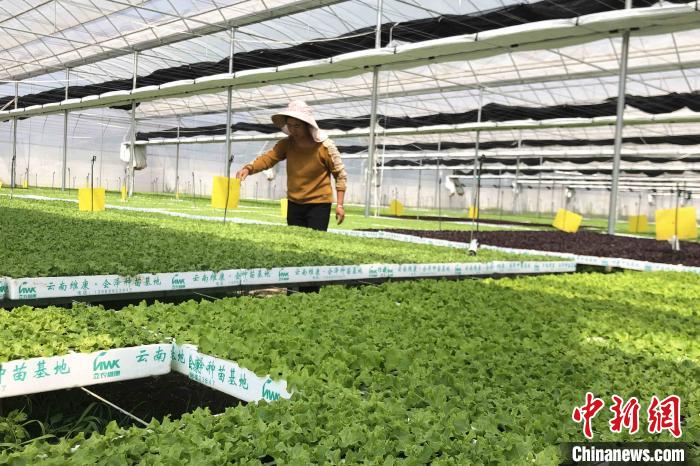 圖為會澤現(xiàn)代化農(nóng)業(yè)產(chǎn)業(yè)扶貧基地內(nèi)，貧困戶成為了產(chǎn)業(yè)工人。　繆超 攝