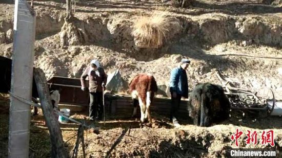 圖為孔繁福夫妻正在收拾牛圈?！±铍h　攝