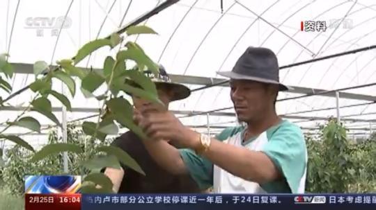 種蘑菇、養(yǎng)駱駝...。。特色產(chǎn)業(yè)助力鄉(xiāng)村振興走新路