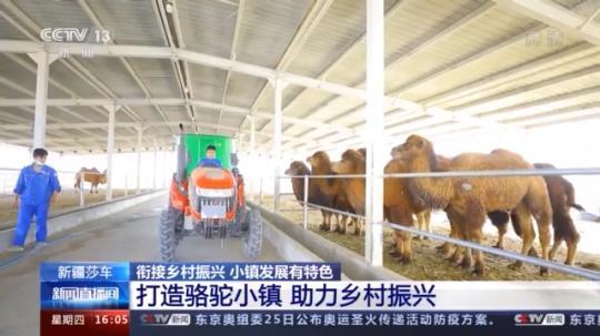 種蘑菇、養(yǎng)駱駝...。。特色產(chǎn)業(yè)助力鄉(xiāng)村振興走新路