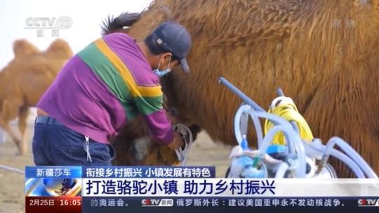 種蘑菇、養(yǎng)駱駝...。。特色產(chǎn)業(yè)助力鄉(xiāng)村振興走新路