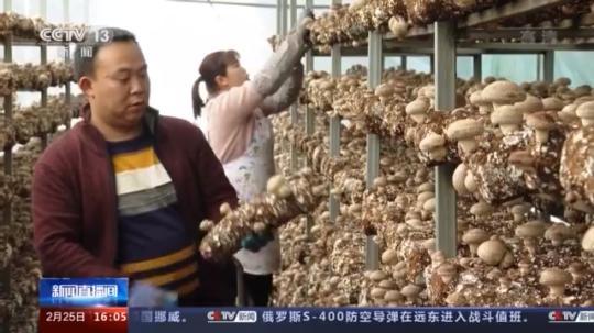 種蘑菇、養(yǎng)駱駝...。。特色產(chǎn)業(yè)助力鄉(xiāng)村振興走新路