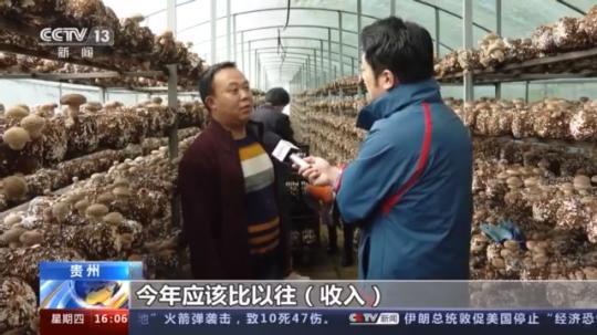 種蘑菇、養(yǎng)駱駝...。。特色產(chǎn)業(yè)助力鄉(xiāng)村振興走新路