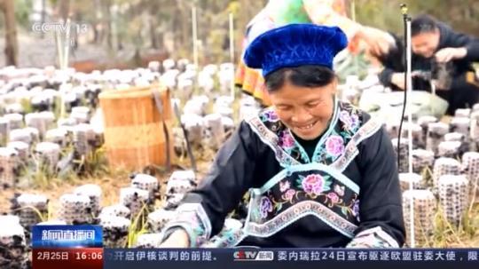 種蘑菇、養(yǎng)駱駝...。。特色產(chǎn)業(yè)助力鄉(xiāng)村振興走新路